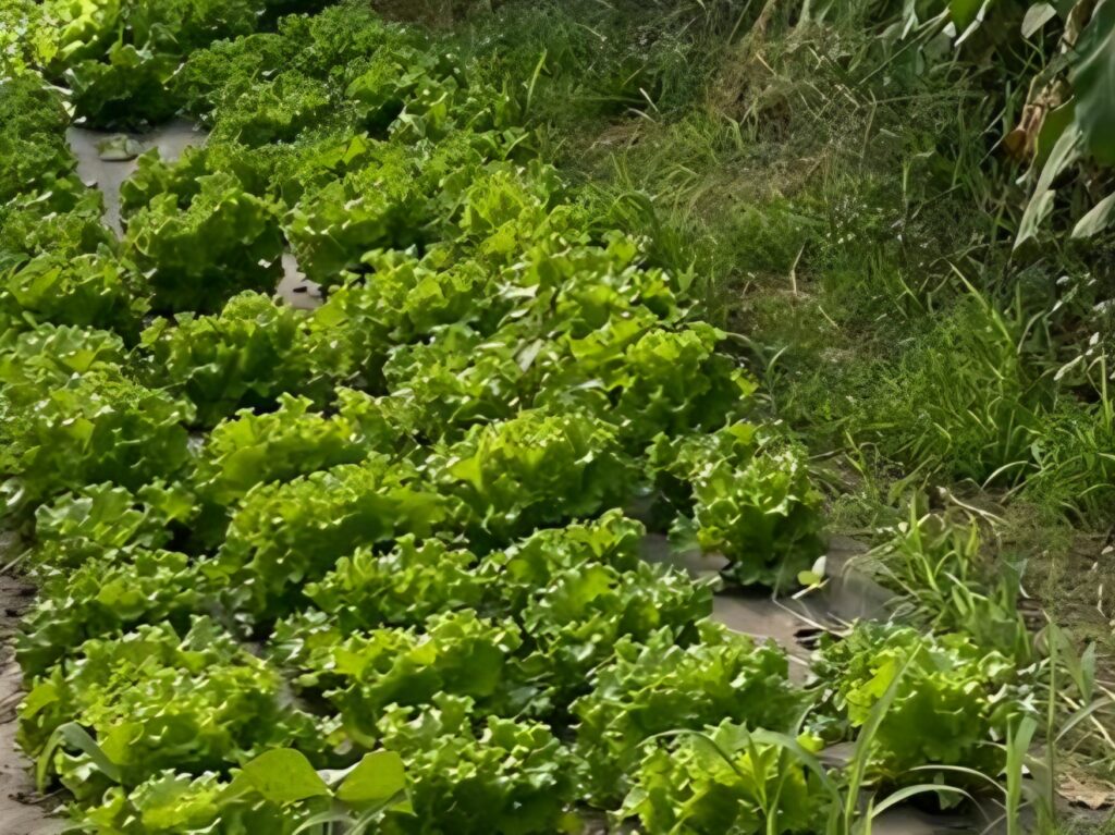 Salat