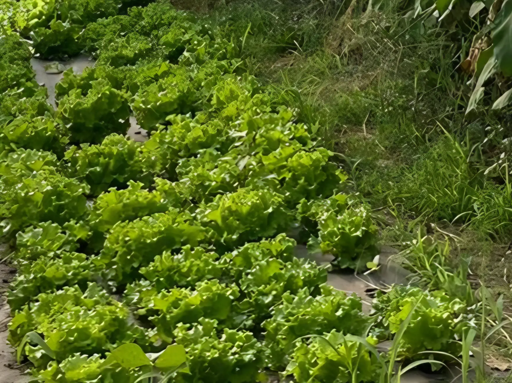 Planche de laitues a feuilles vert clair frisees, plantees a travers un paillage, en pleine croissance