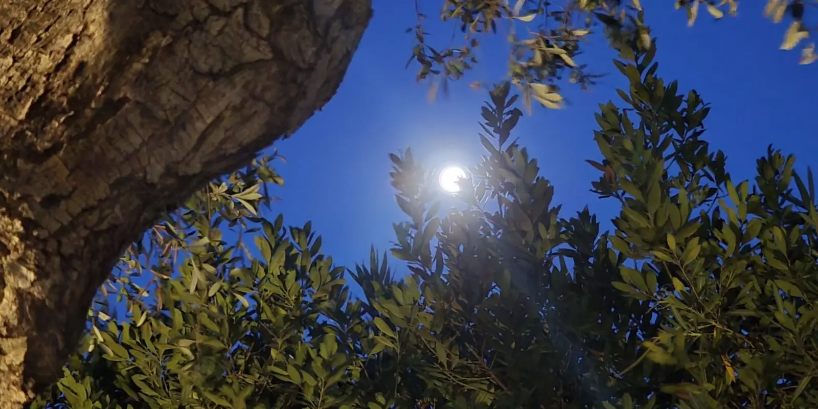 Lune visible au-dessus de la végétation du jardin du domaine à l'aube