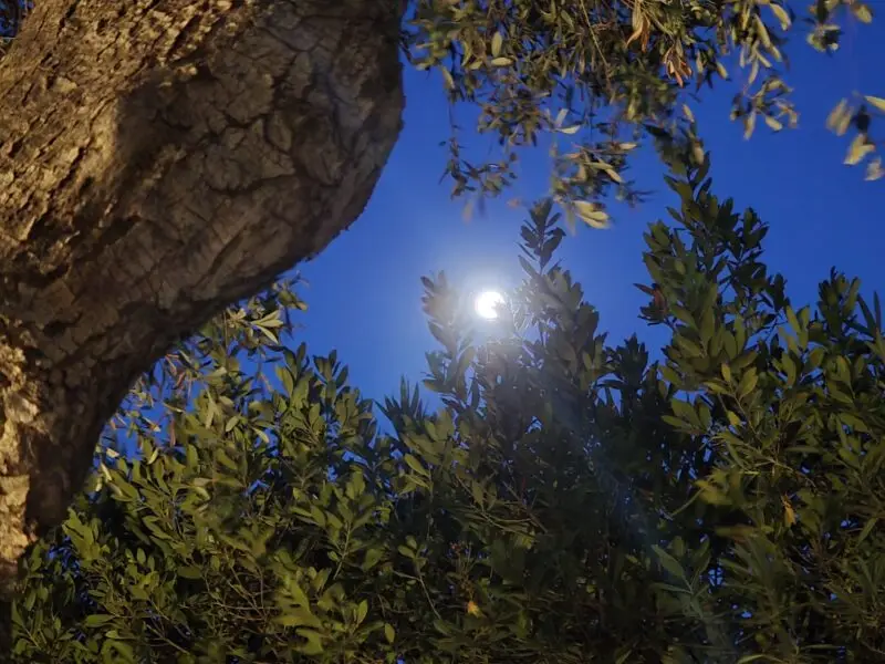 Lune visible au-dessus de la végétation du jardin du domaine à l'aube