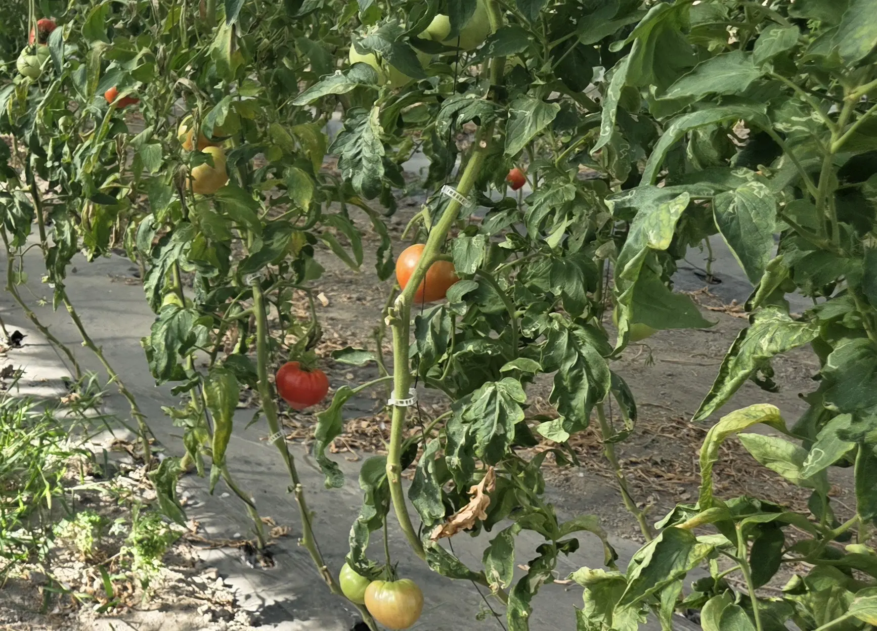 Rang de tomates palissees sur paillage, fruits a differents stades de maturite du vert au rouge
