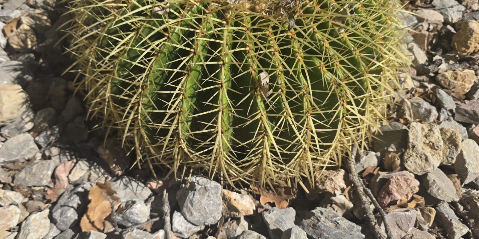 Coussin de belle-mère aux épines dorées installé en pleine terre dans un massif de graviers, contre un mur de pierres sèches