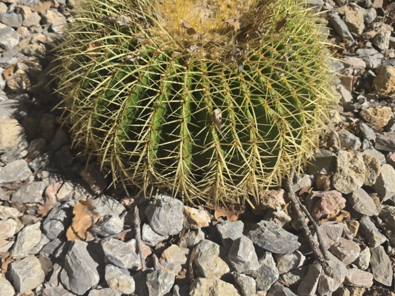 Coussin de belle-mère aux épines dorées installé en pleine terre dans un massif de graviers, contre un mur de pierres sèches