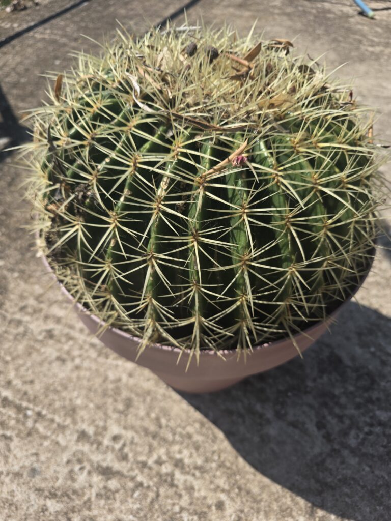 Coussin de belle-mère cultivé en pot, vu de dessus, montrant ses côtes régulières et ses aiguillons jaune doré