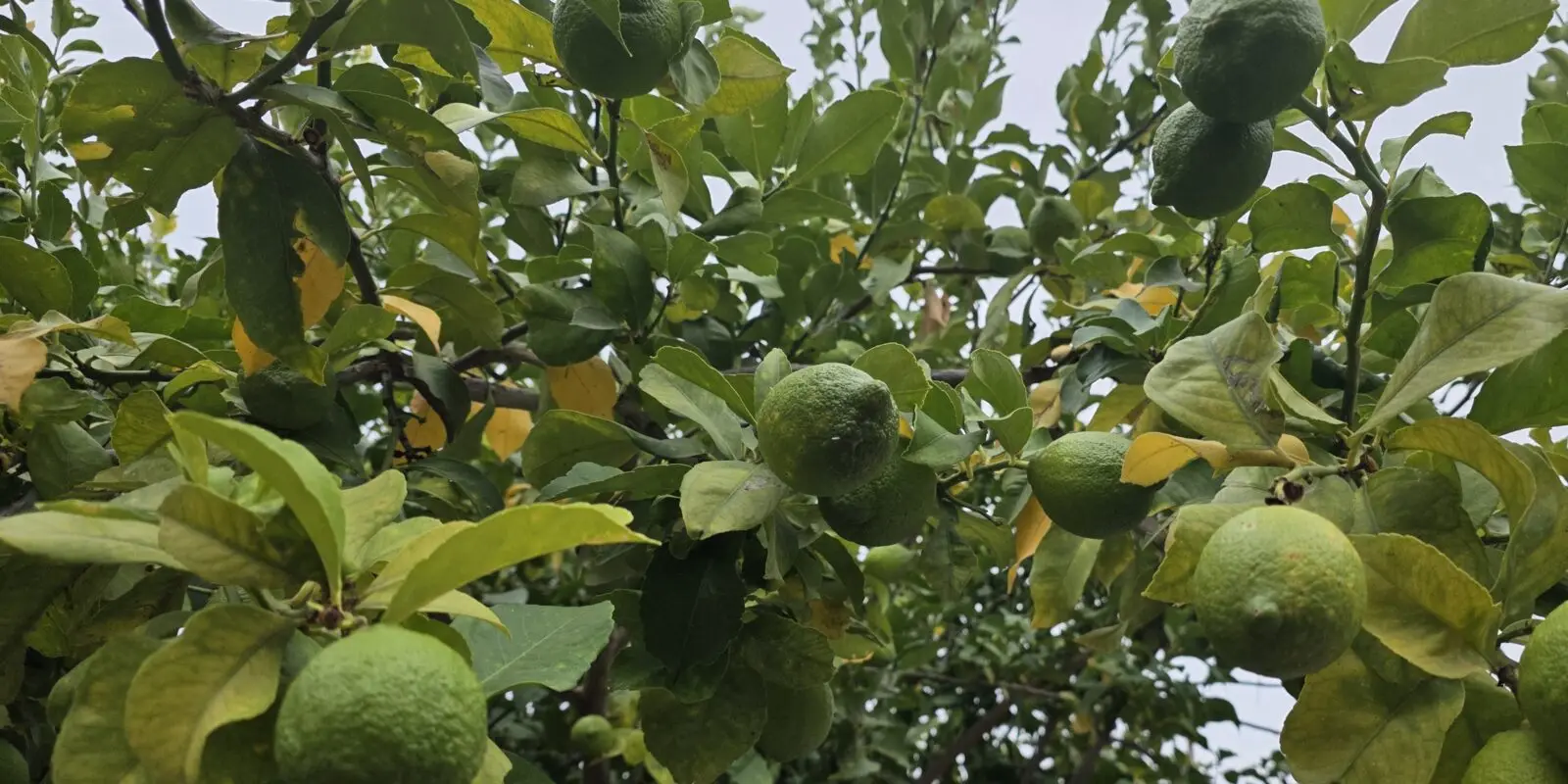 Citronnier chargé de citrons encore verts, quelques mois avant la récolte