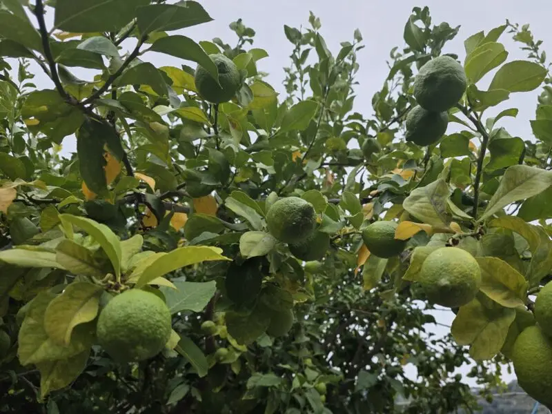 Citrons verts sur les branches d’un citronnier.