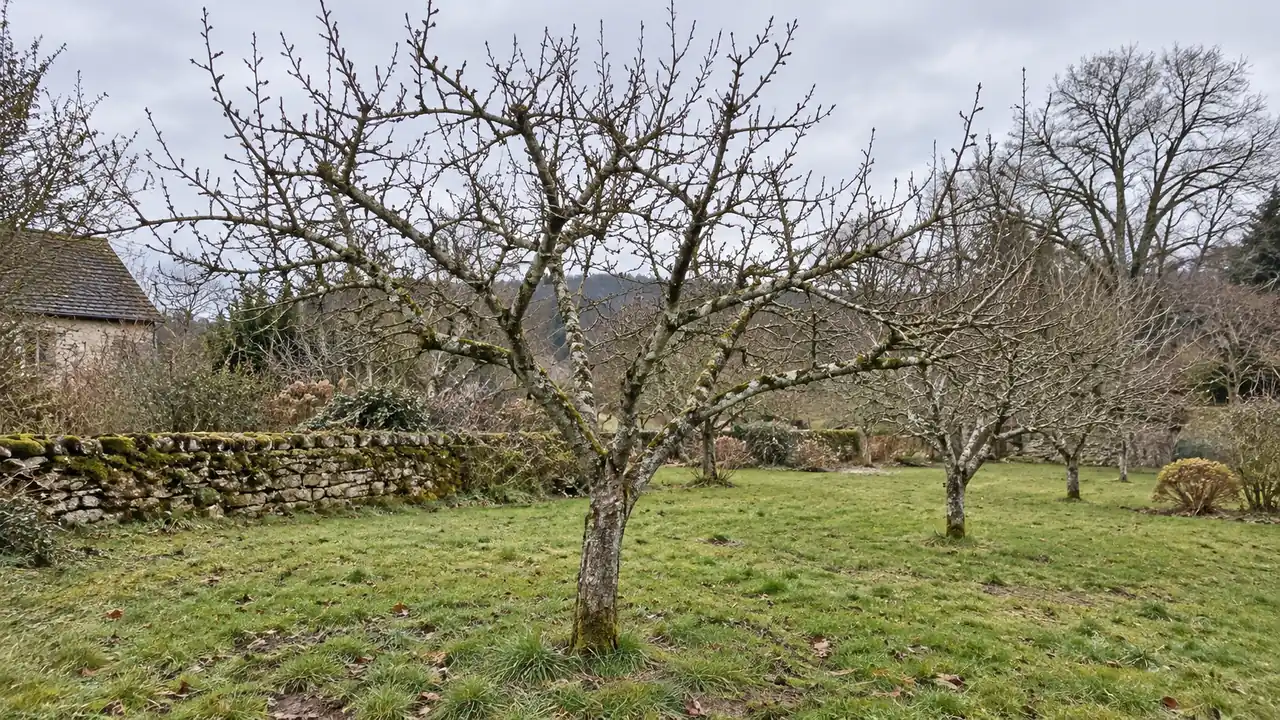 Arbres fruitiers sans feuilles dans un verger au sol irrégulier.