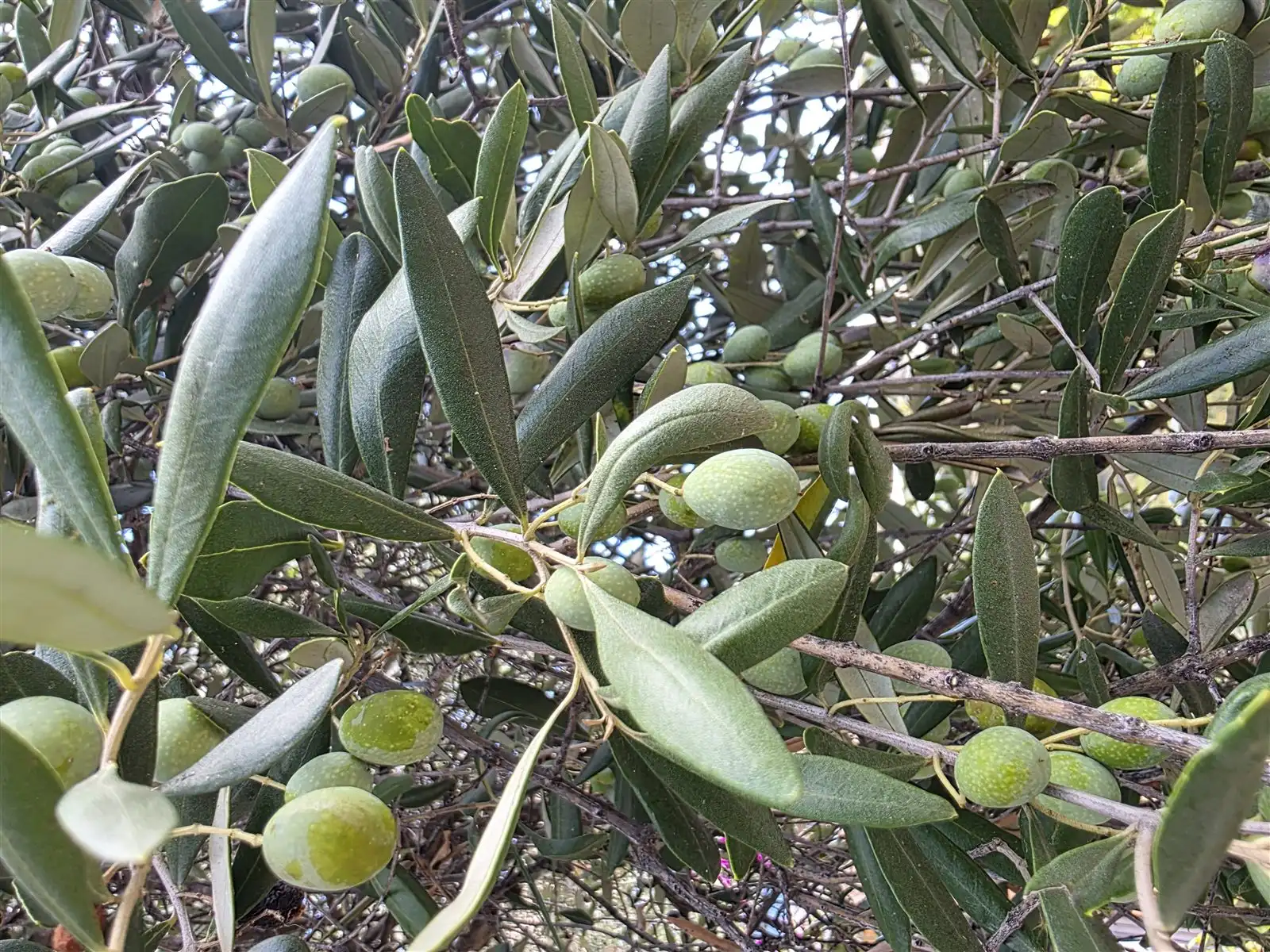 Well-formed green olives, still firm, on an olive branch with dense foliage