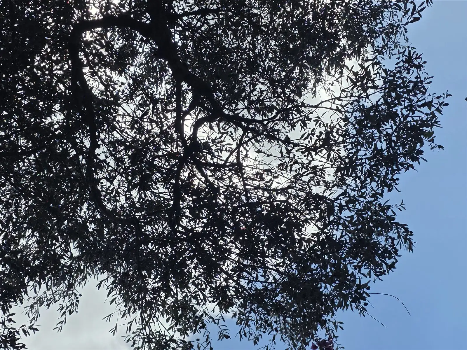 Dense olive canopy seen from below against the light, branches crossing