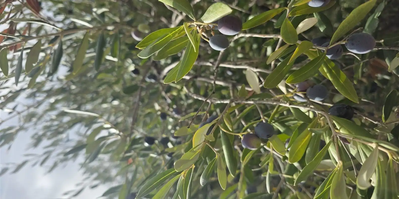 Black olives and part-coloured fruit on an olive branch, backlit
