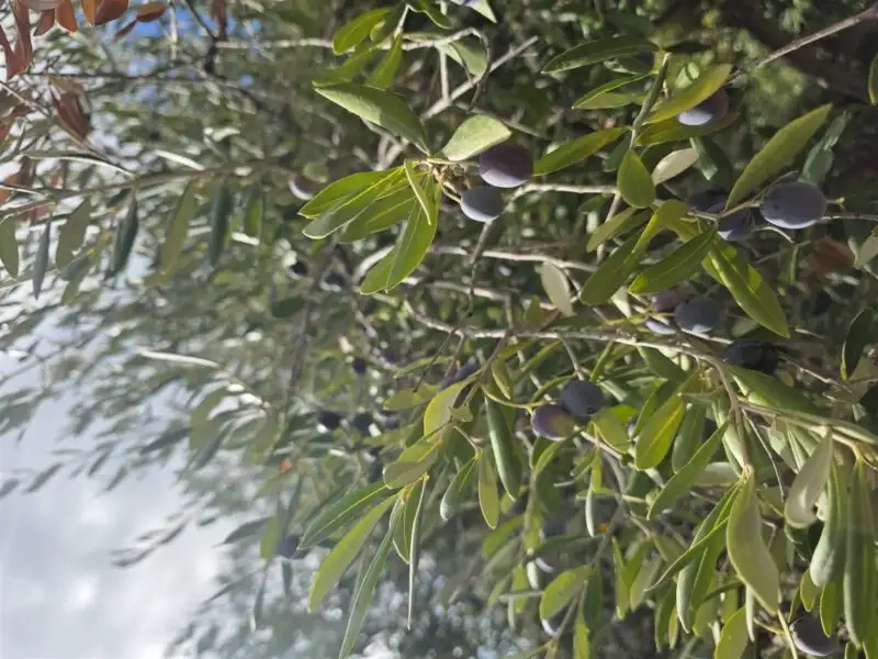 Olives noires et olives encore tournantes sur une branche d'olivier du domaine, à contre-jour